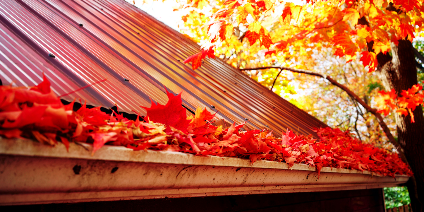 Marple leaves in gutter, fall time