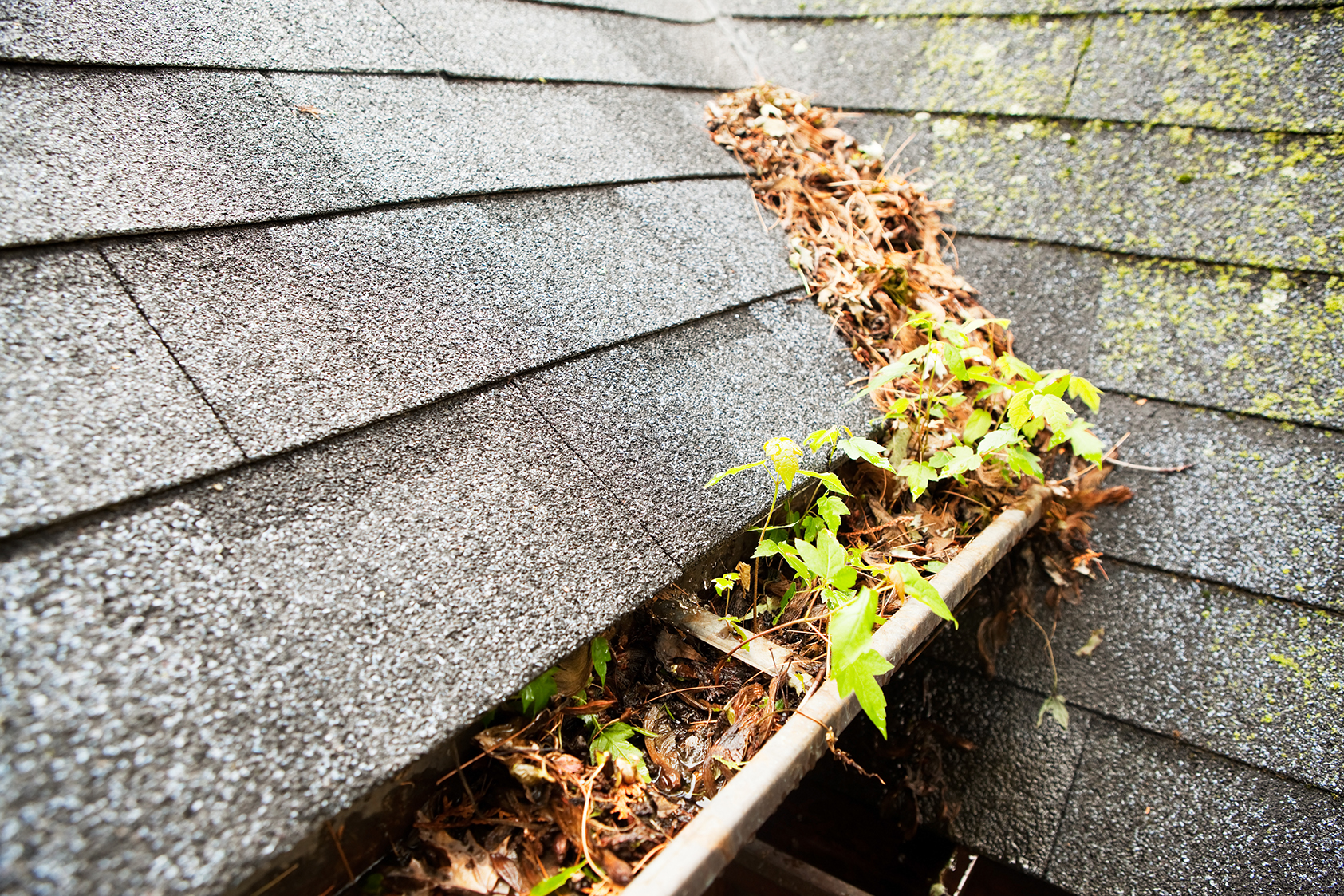 Hamilton gutter cleaning