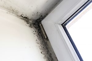 Mold near window